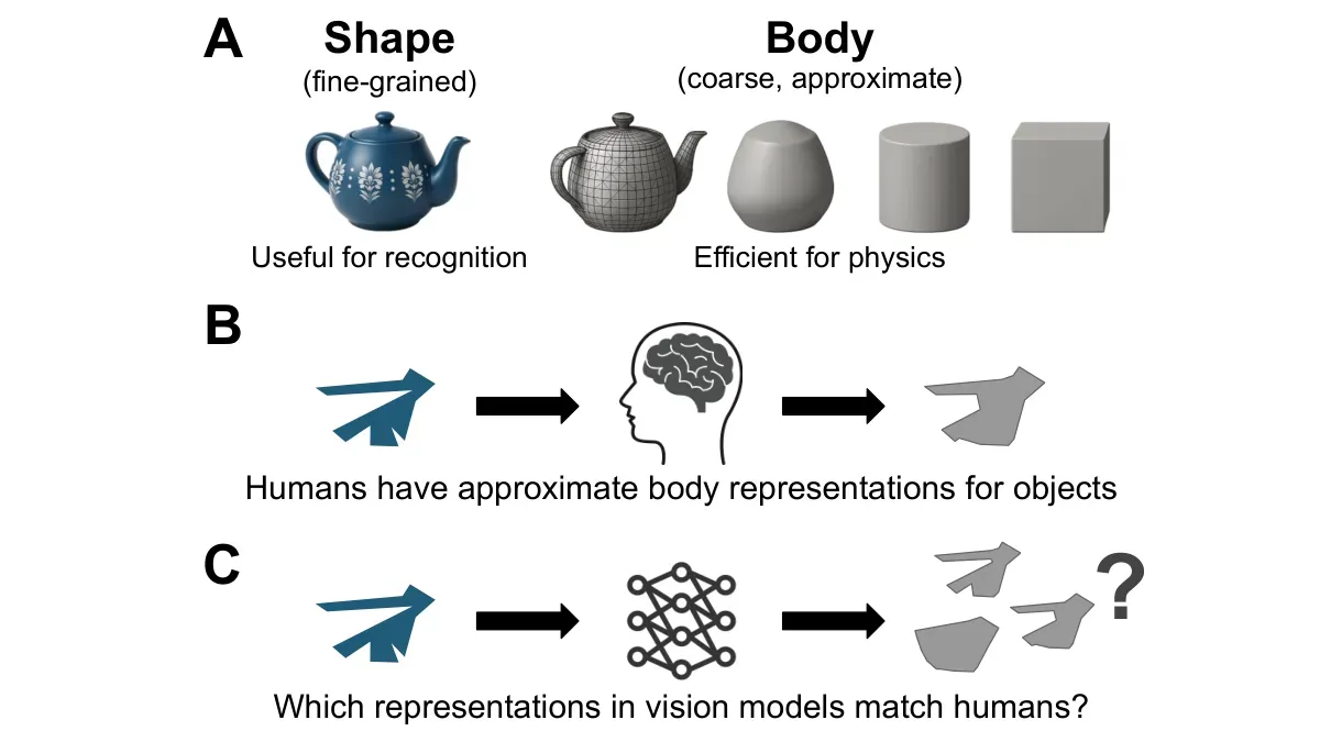 Research overview contrasting shape and body representations for perception and physical reasoning.