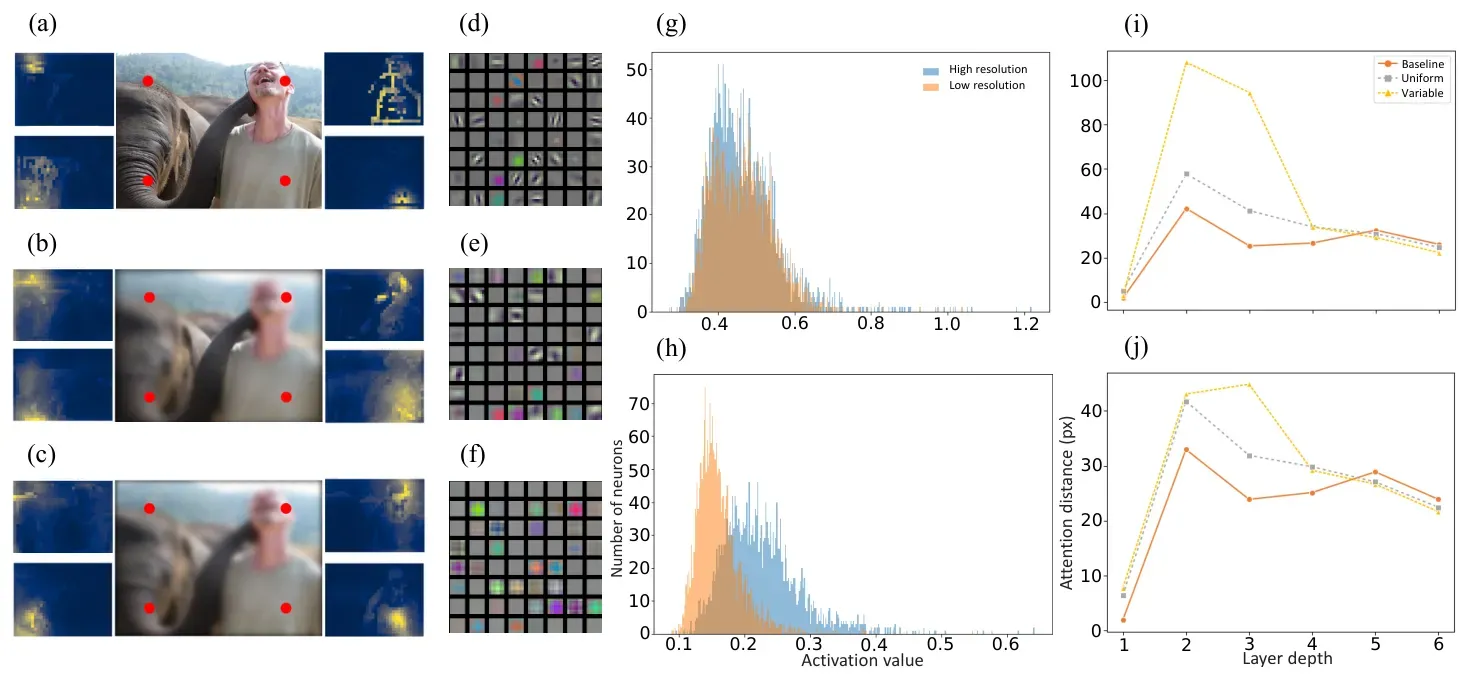 Attention and neuron-selectivity visualizations for variable-resolution models.